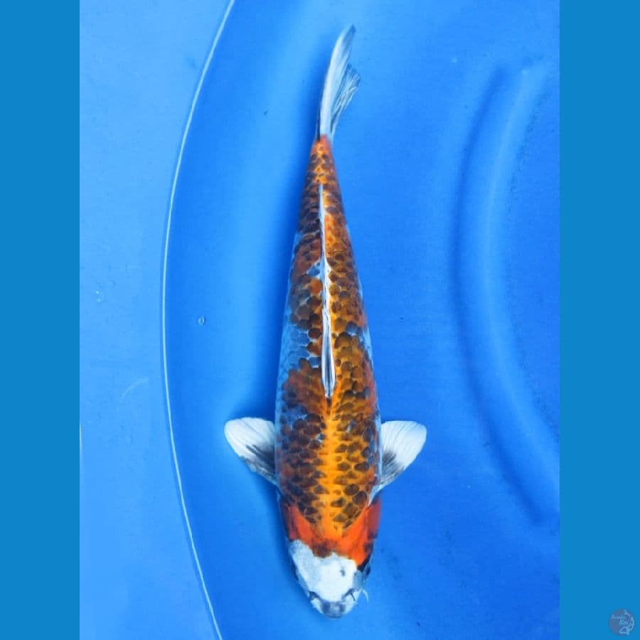 41cm - SQ Kin Showa