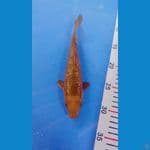 Karamel 23cm Male
