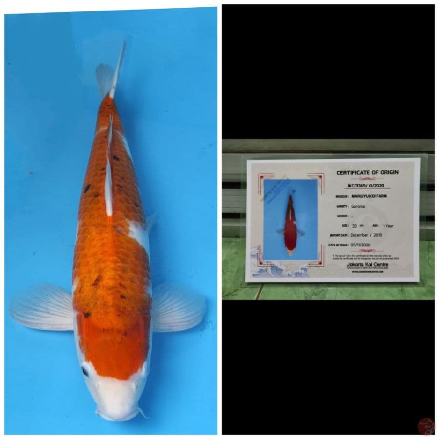 Marujyu Jumbo Goromo 