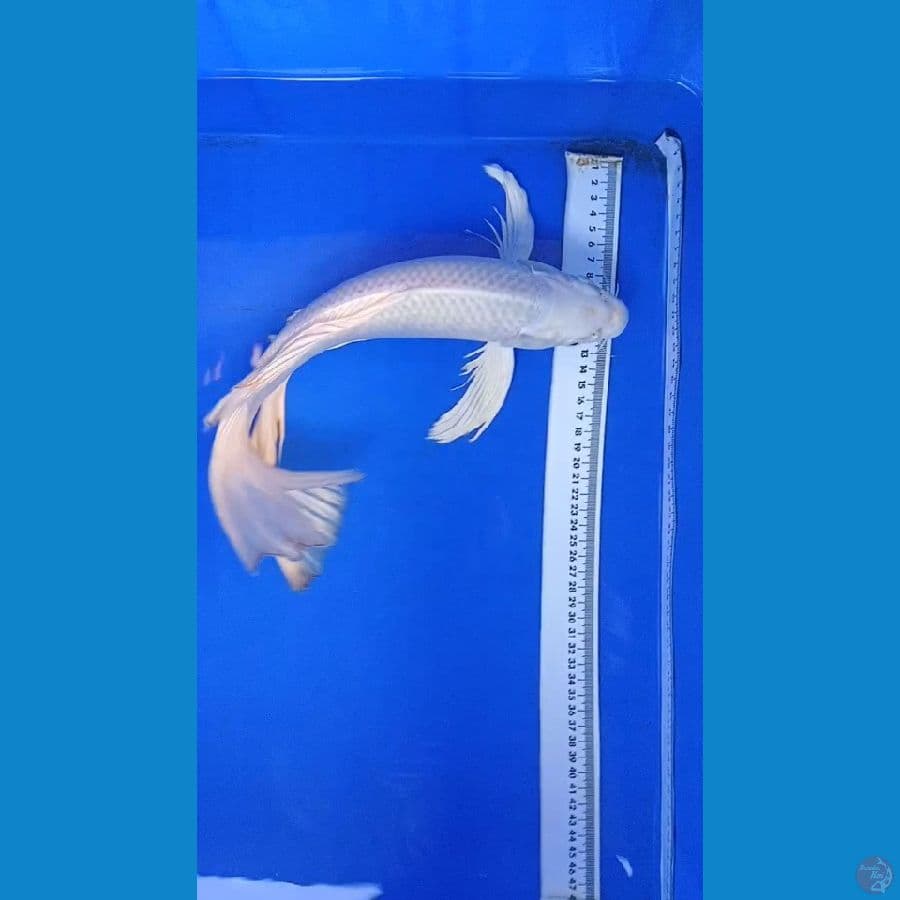 platinum sleyer 38 cm fimale