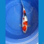 Showa 39cm Female 