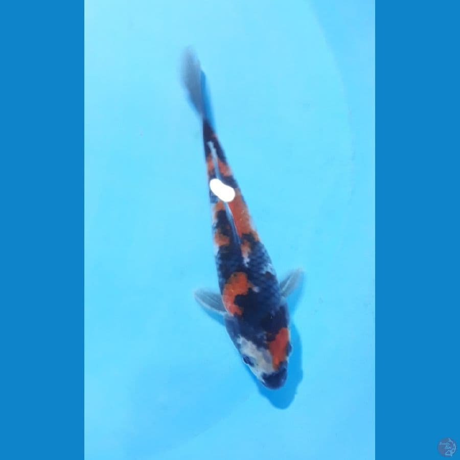 20cm sowa