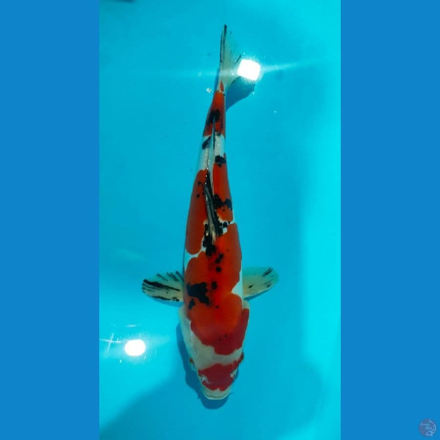 SHANKE (30CM)