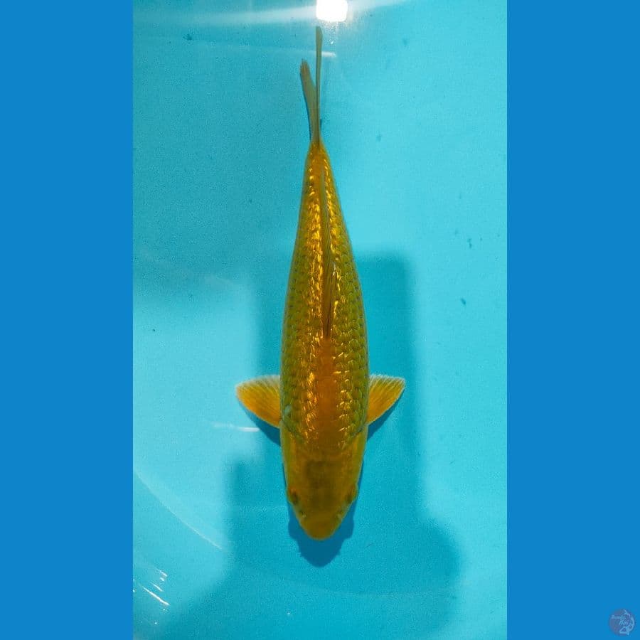 midori ginrin 25 cm