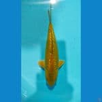 midori ginrin 25 cm