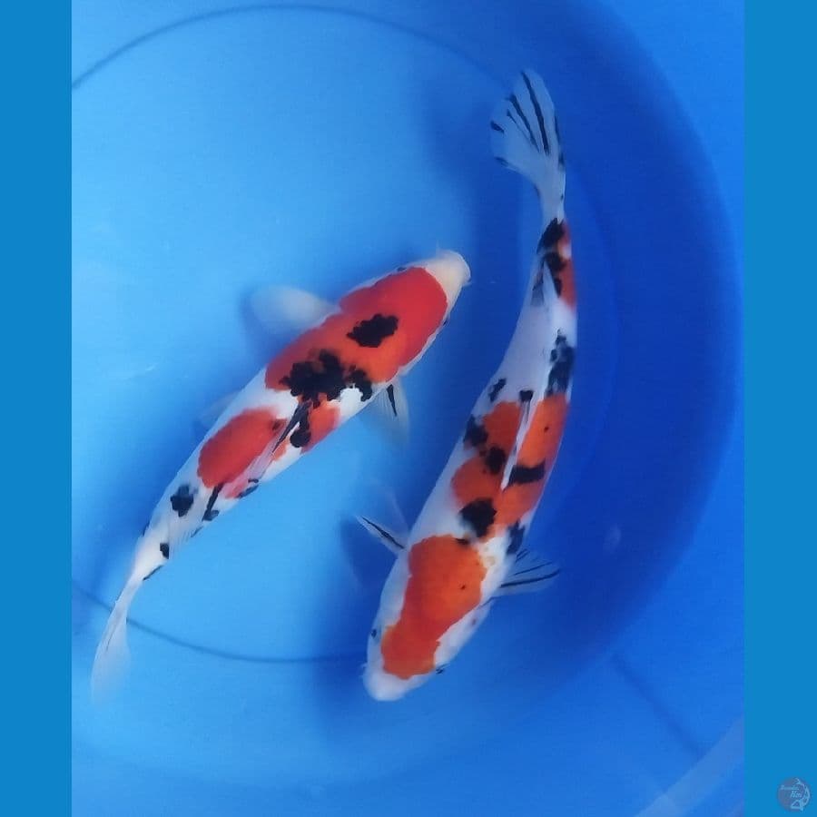 duo sanke