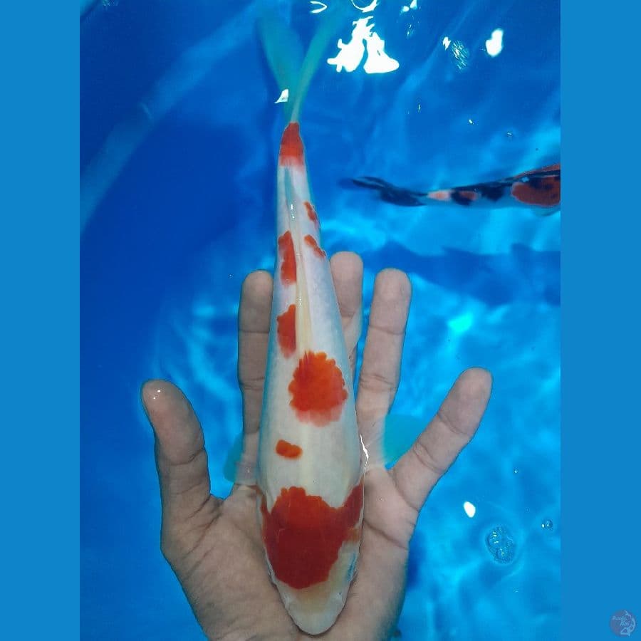 kohaku