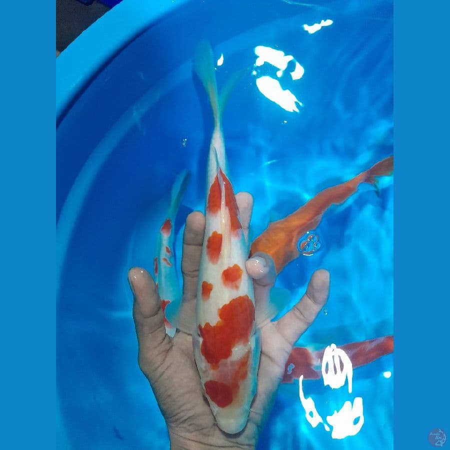 kohaku