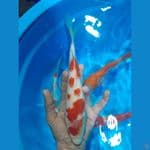 kohaku