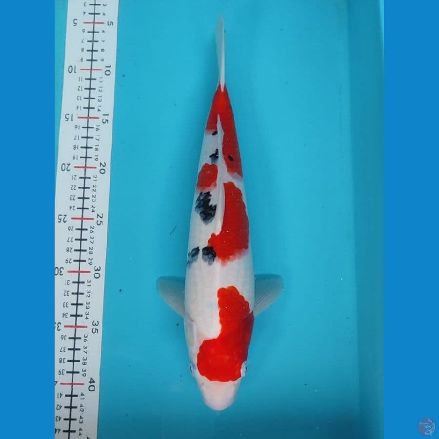 sanke MALE 35cm
