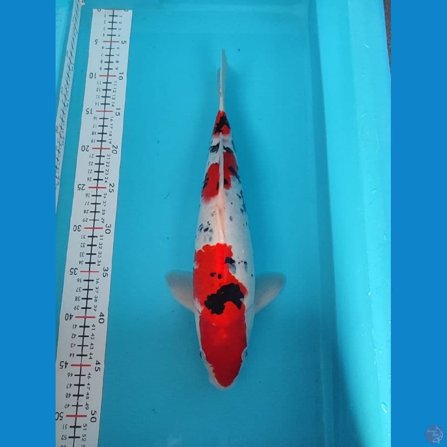 sowha MALE  38cm