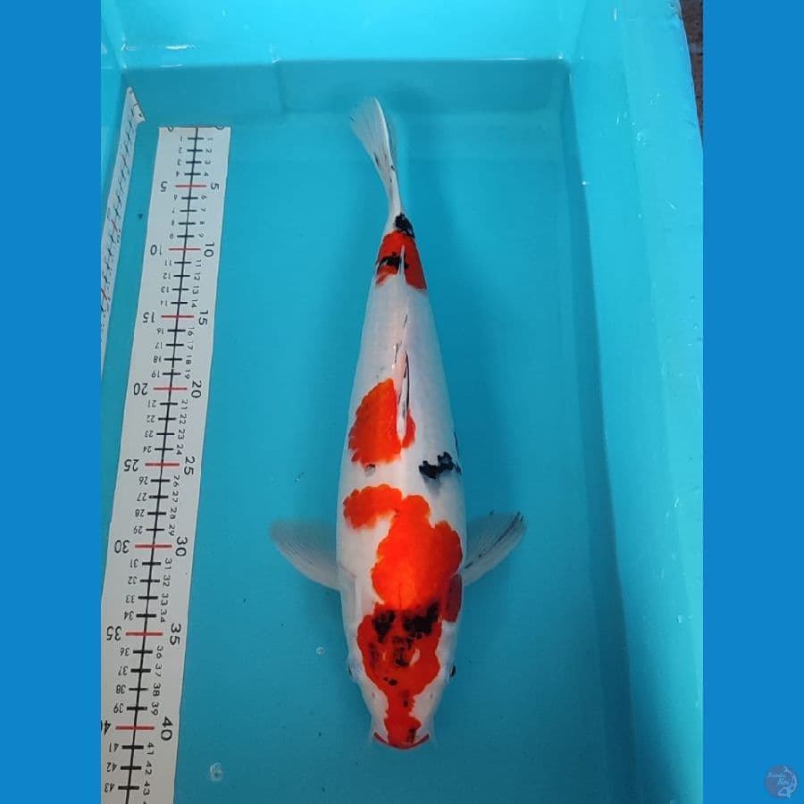 sowha F40cm