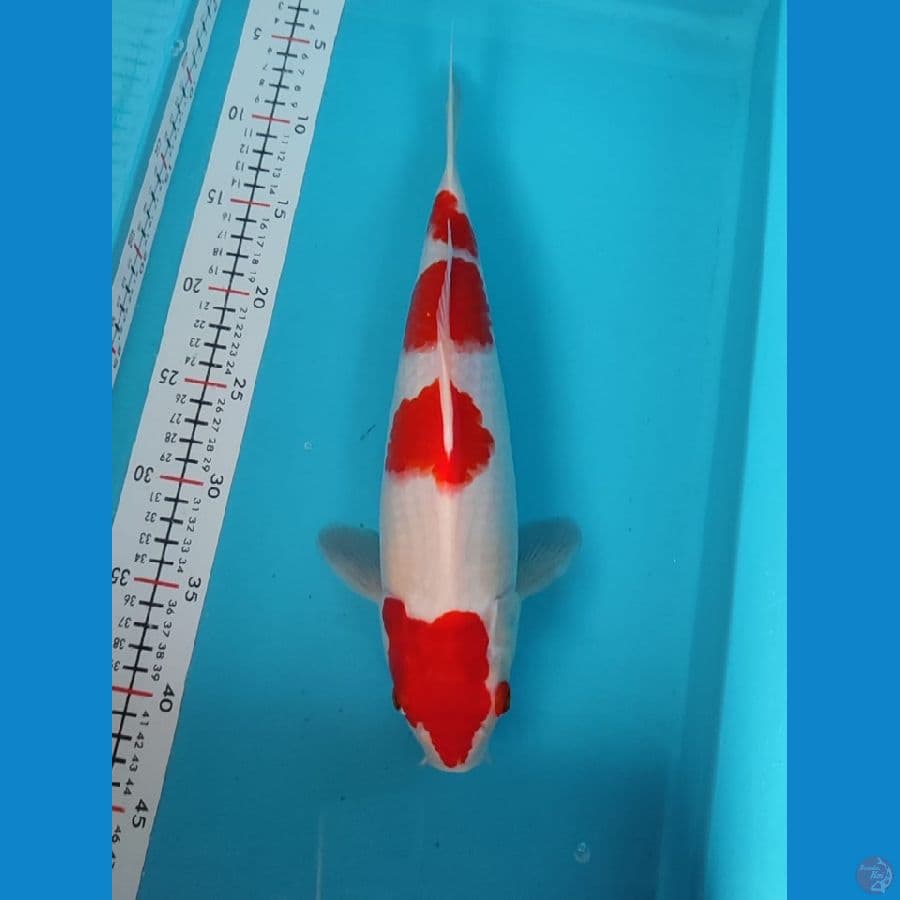 kohaku F35cm 
