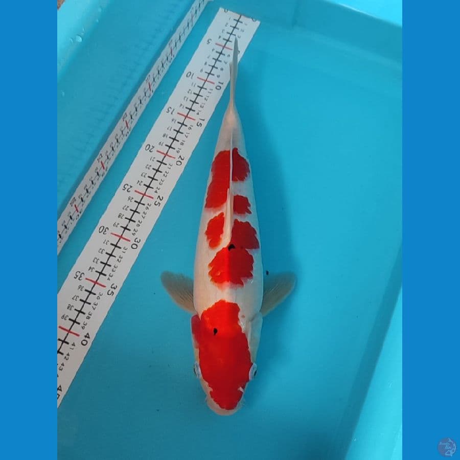 sanke MALE 35cm