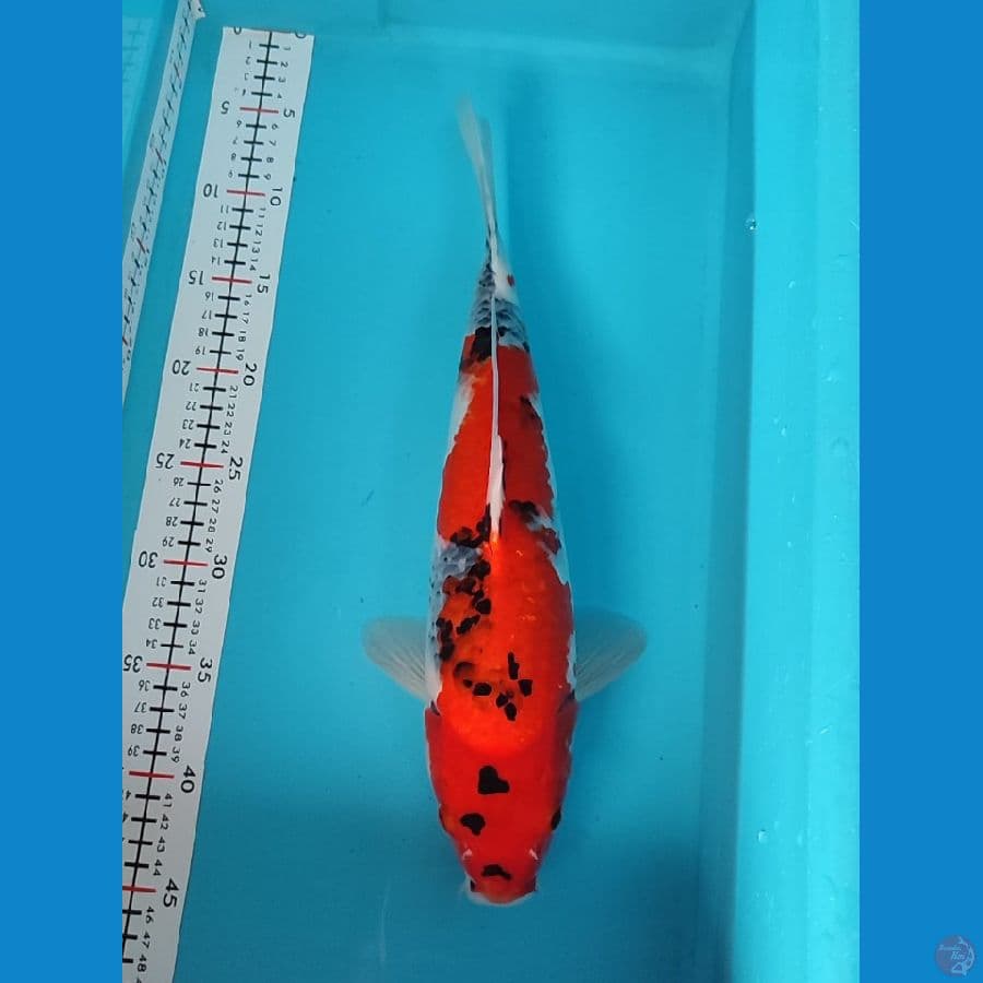 sowha F40cm