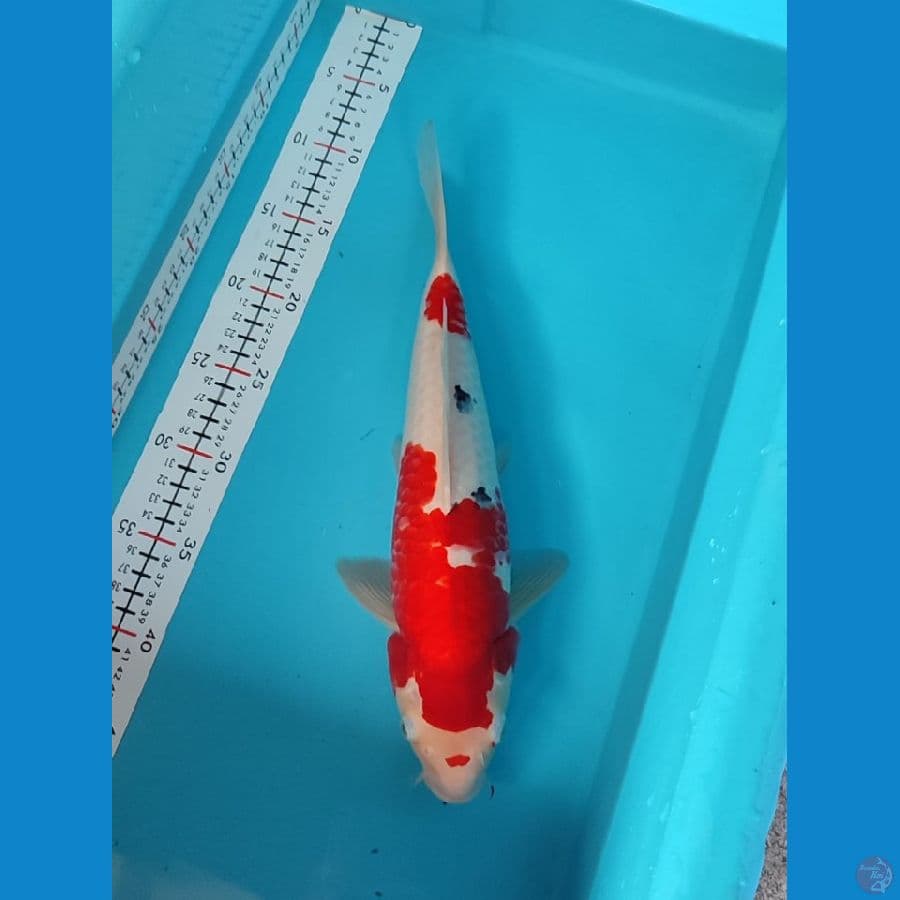 sanke MALE 36cm