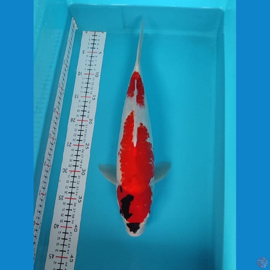 sowha MALE 40CM