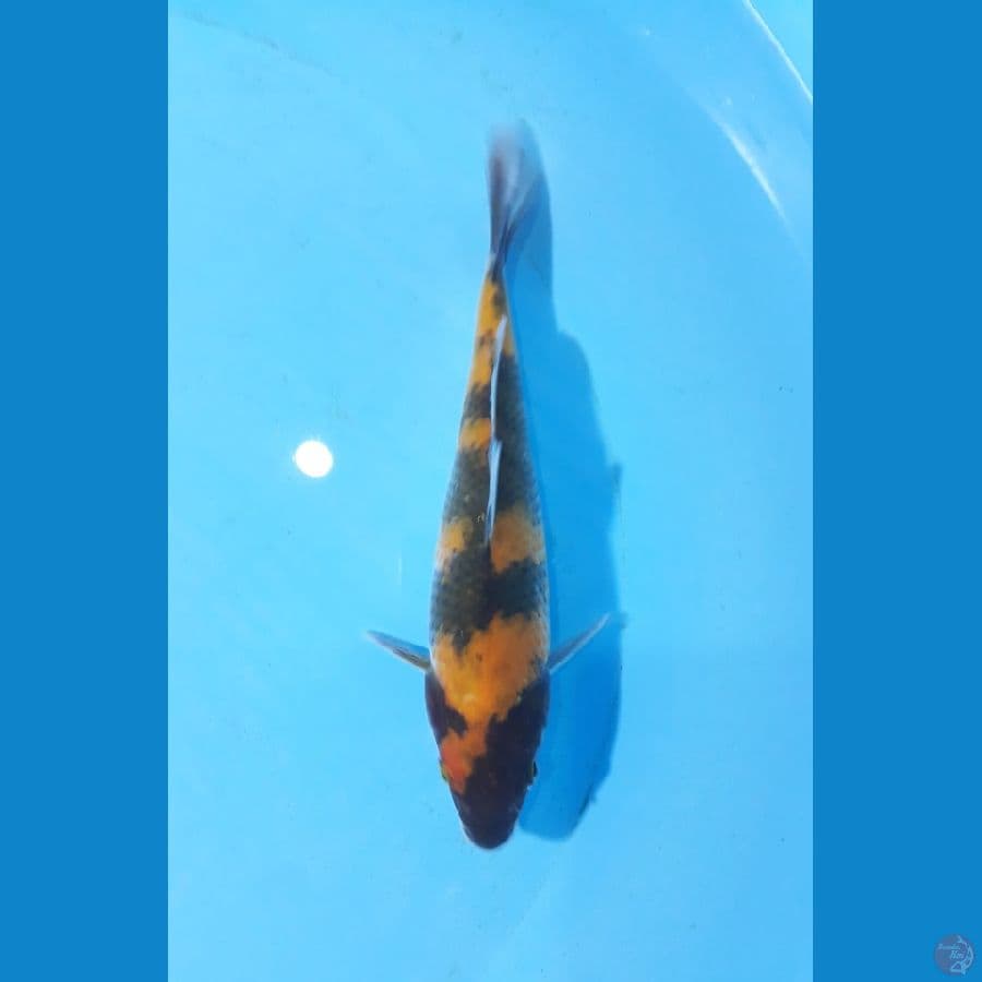 20cm sowa