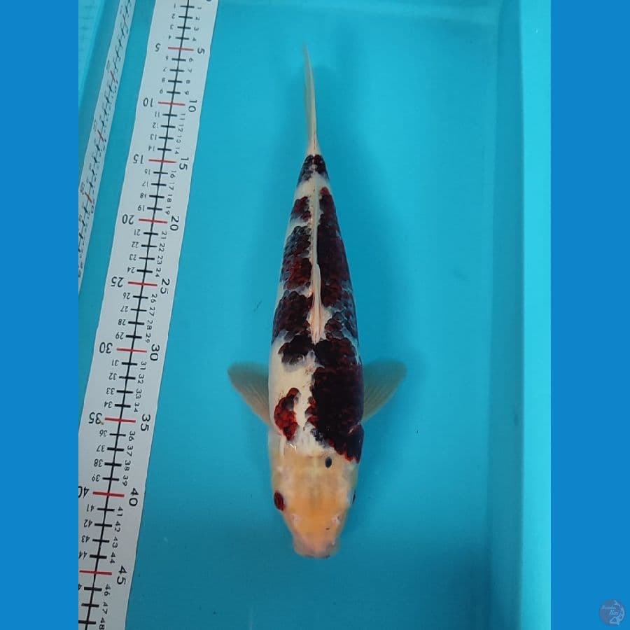 goromo MALE 36CM