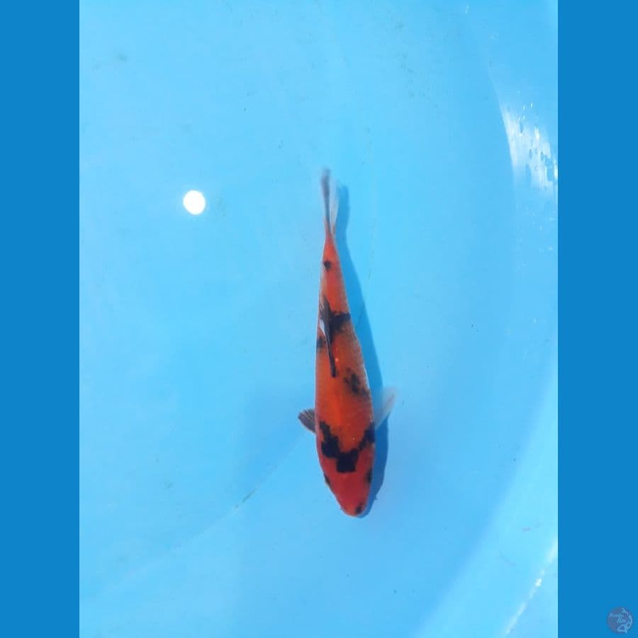15cm sowa