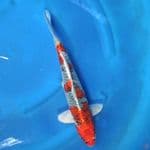 BENIGINGGA - M40CM