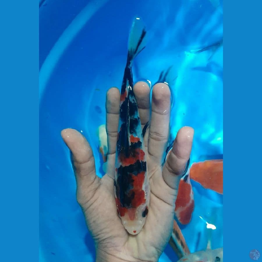 SHANKE (18CM)