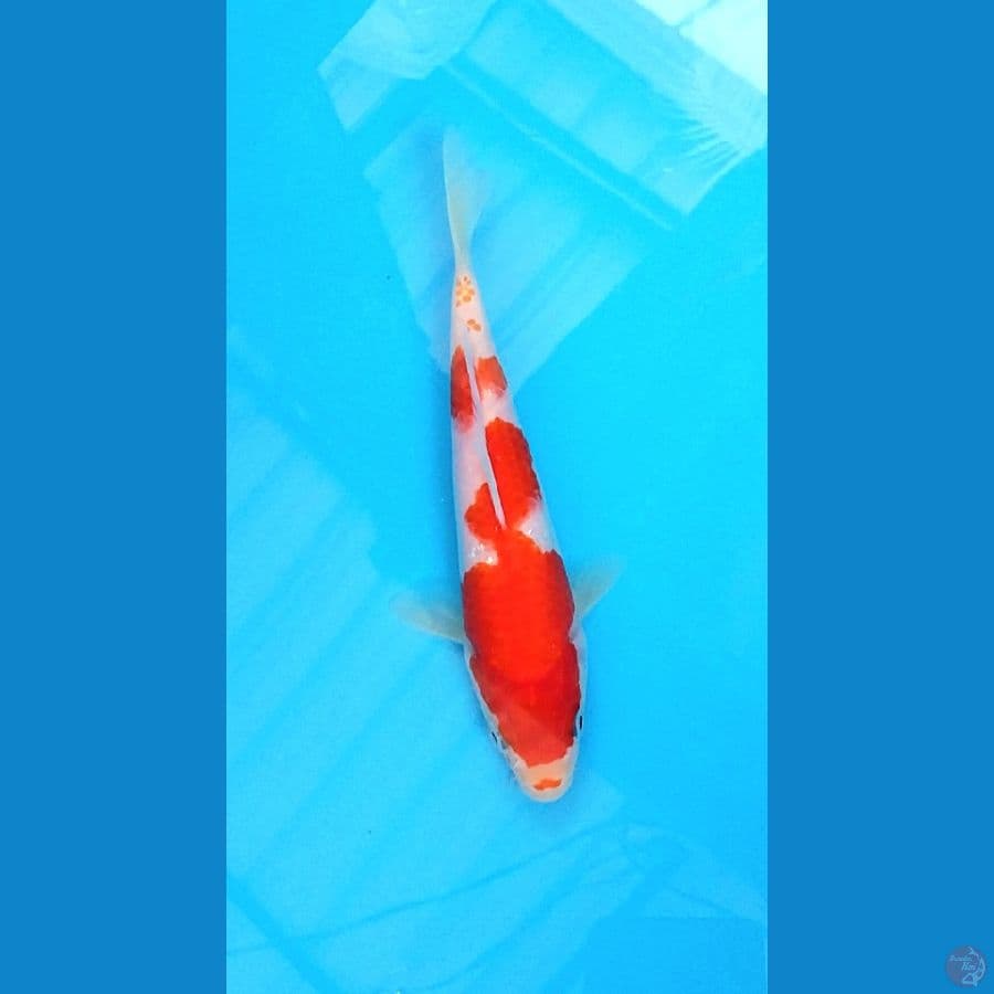minion 18cm kohaku
