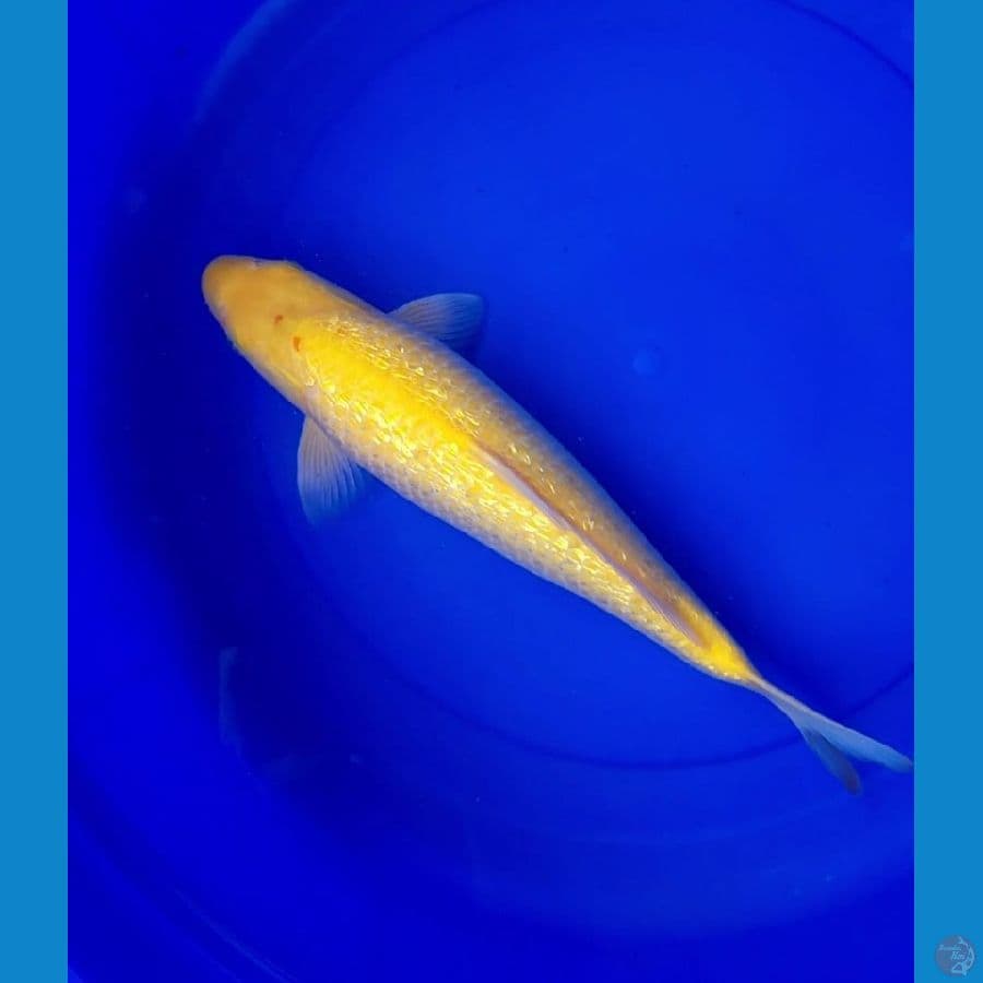 Karashi Ginrin Padat, 40cm