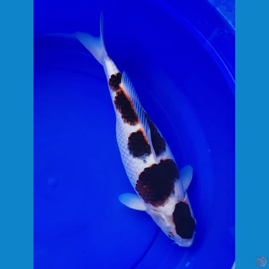 Budo Goromo SQ, 45cm fimale