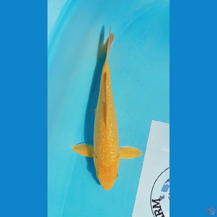 Karashi ginrin 24 cm