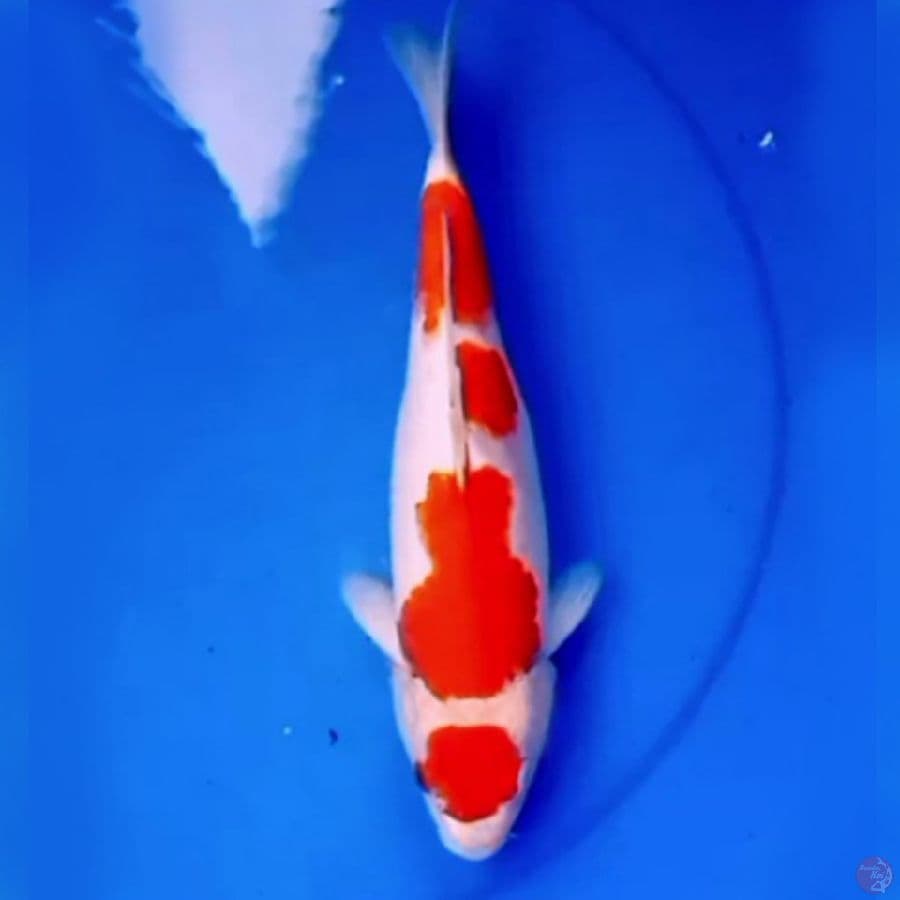 31cm MARUTEN KOHAKU RED DEVIL