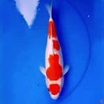 31cm MARUTEN KOHAKU RED DEVIL