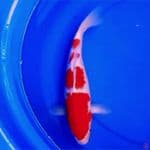 37cm KOHAKU 4 STEP SUPER RED
