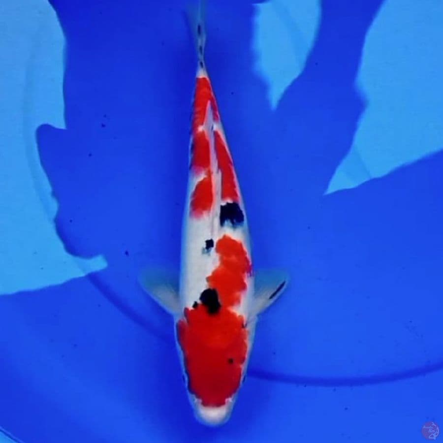 30cm TSUBOSUMI SANKE RED DEVILS 