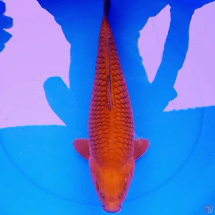 47cm JUMBO CHAGAOI BULKY