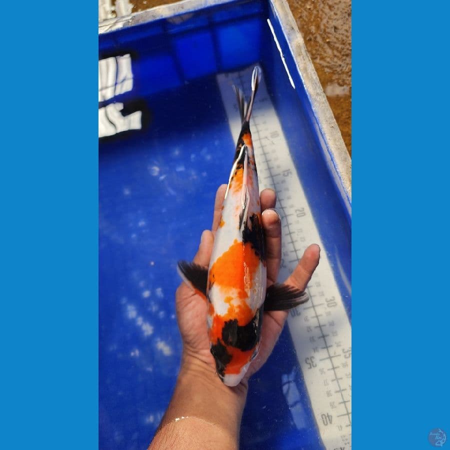 31cm showa