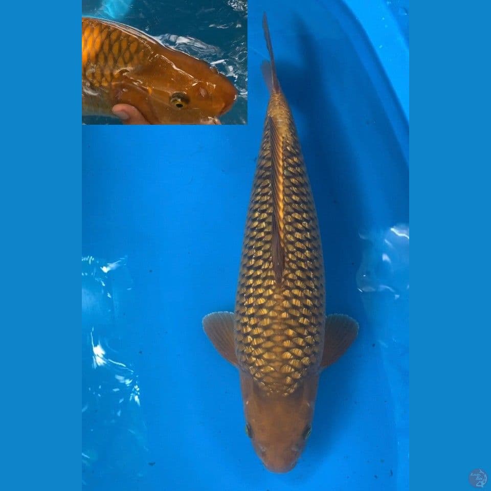 MALE 53 CHAGOI GINRIN