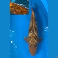 MALE 53 CHAGOI GINRIN