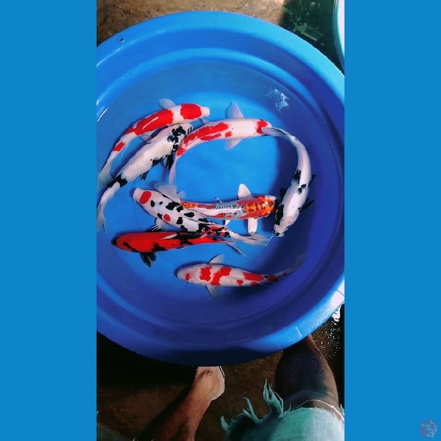 mik 35_38cm 8ekor