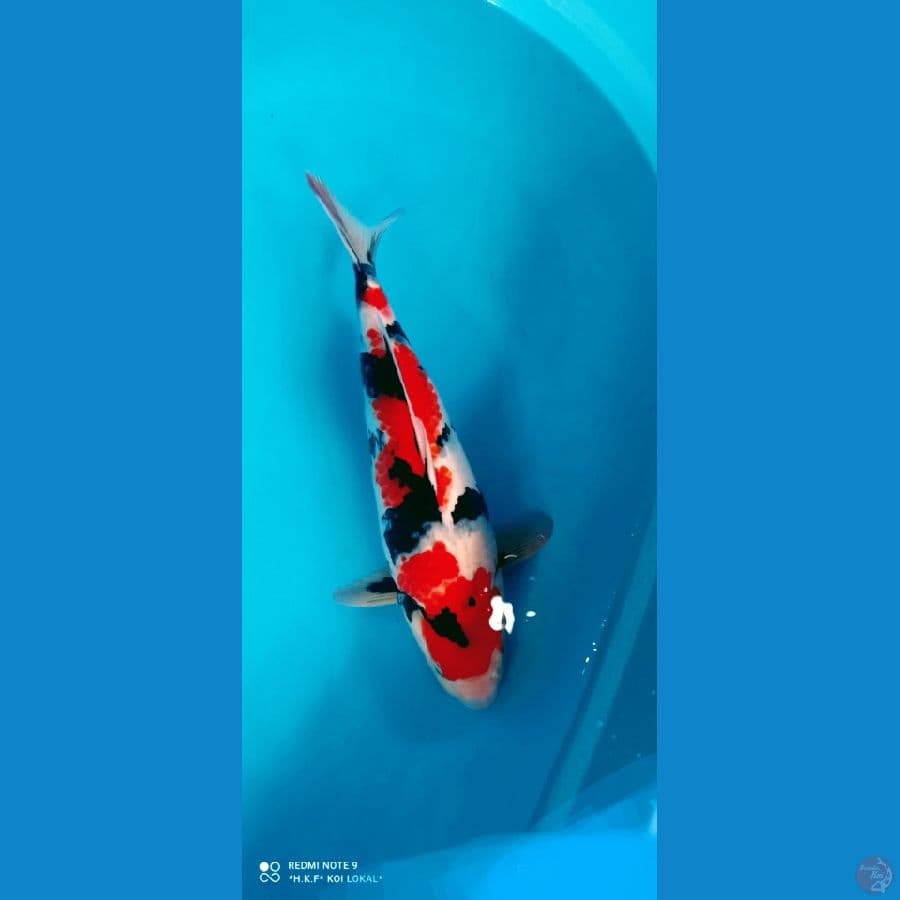 showa 45 cm female