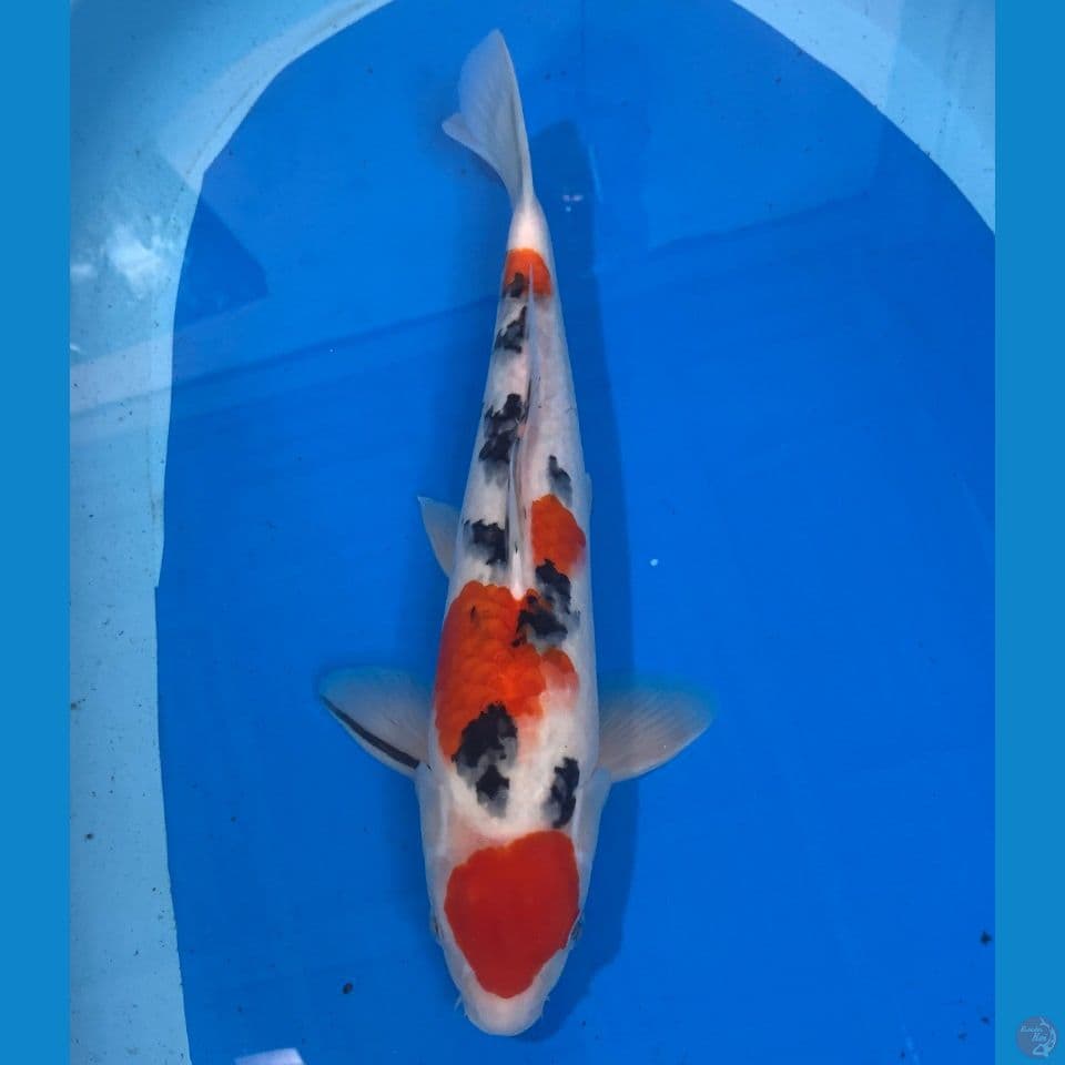 m35cm sanke