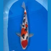m35cm sanke