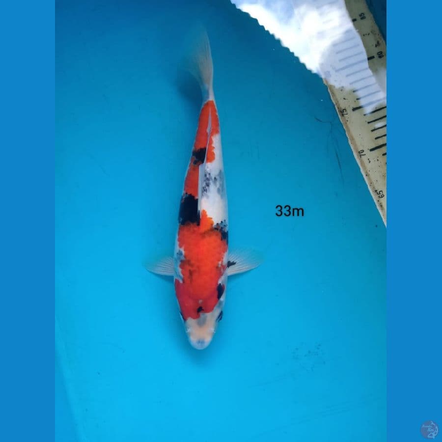 showa 33cm m