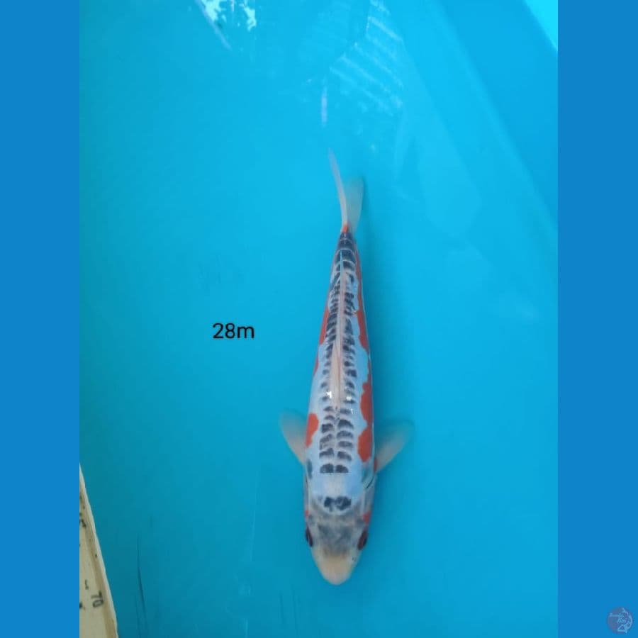 shusui 28cm m