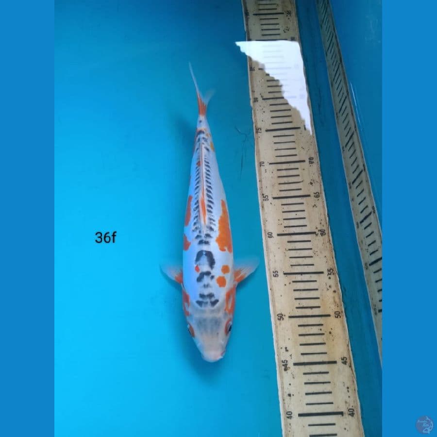 shusui 36cm f