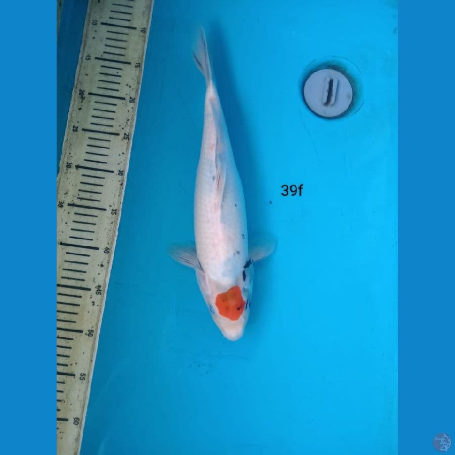 tanco showa 39cm f
