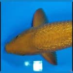 caramel Ginrin 40cm jantan SQ