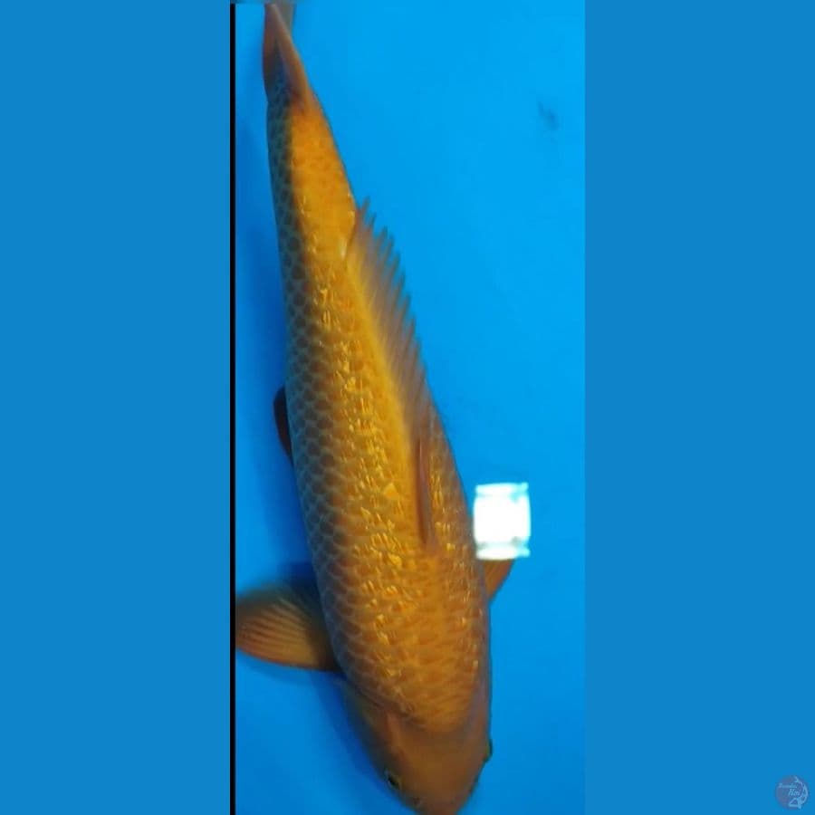 caramel Ginrin 40cm jantan SQ