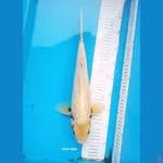 MATSUKAWABAKE 37CM MALE