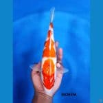 Kohaku 30CM FM